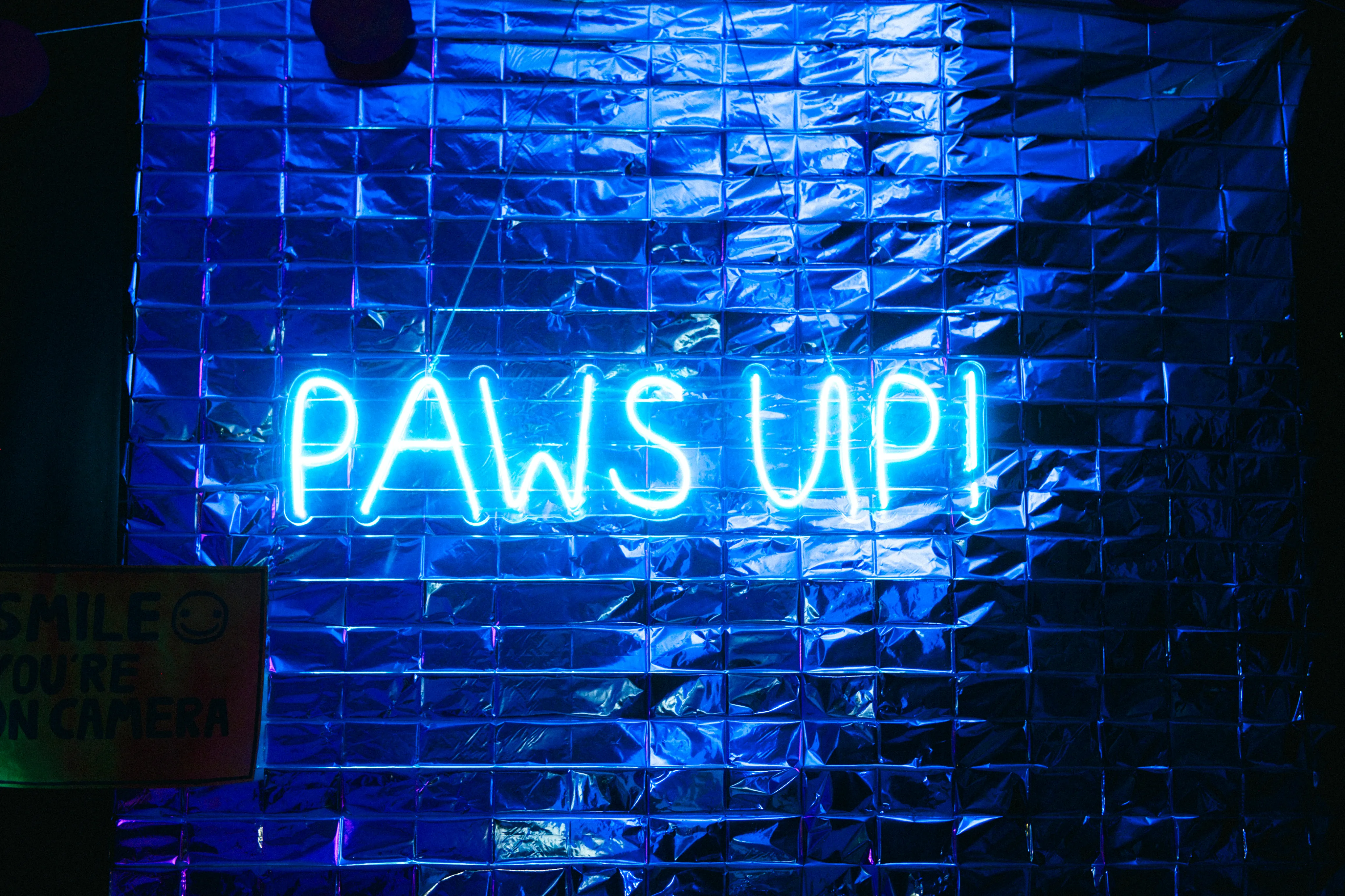 rep-Paws — кадр 15